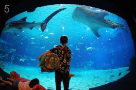 Атланта, Джорджия - Самый большой аквариум в мире