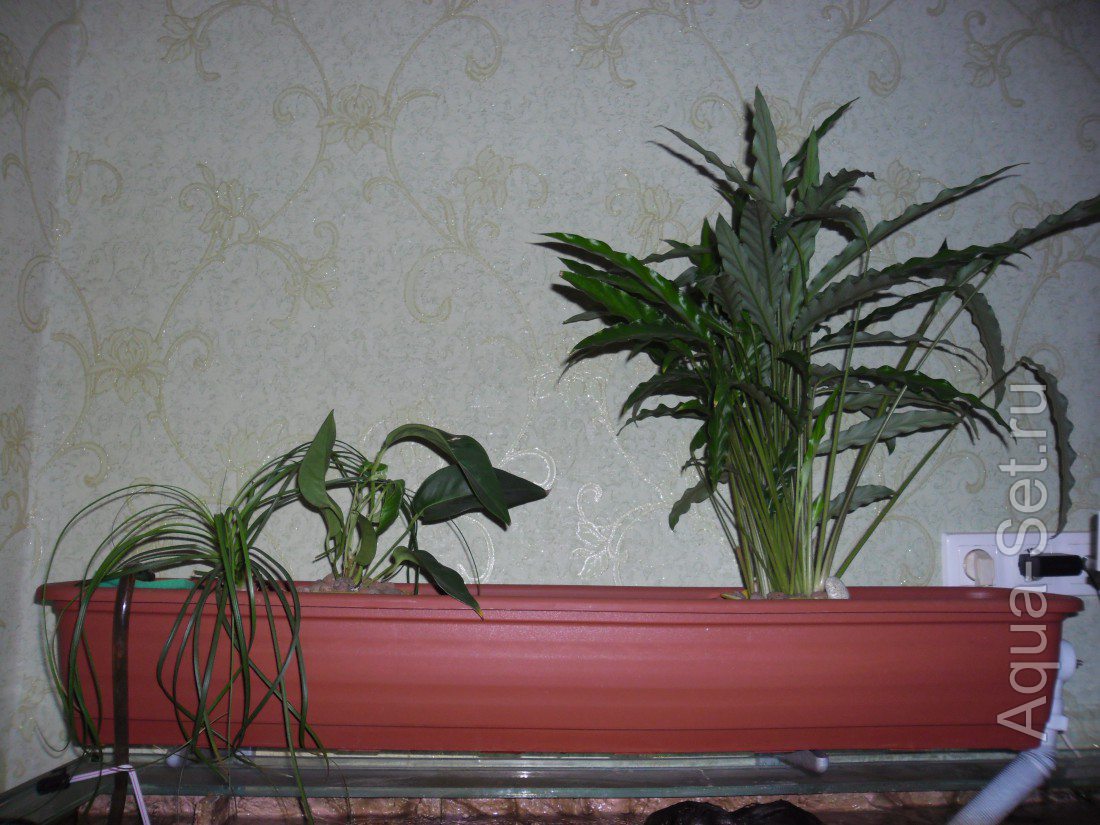 Растения для фито фильтра