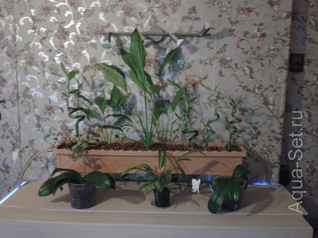 Растения для фито фильтра