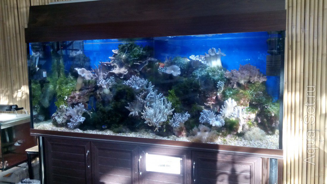 Морской аквариум в цеточном магазине (Краснодар)