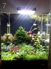 Освещение в аквариум: ЛЛ или LED