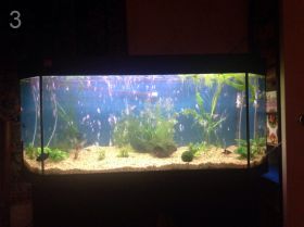 Мой аквариум на 240 л (Надежда Т)