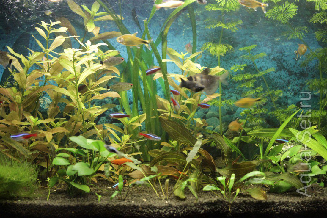 Предлагаю обсудить 60л. аквариум (начинающего аквариумиста) , после пересадки растений. (tertishnik)