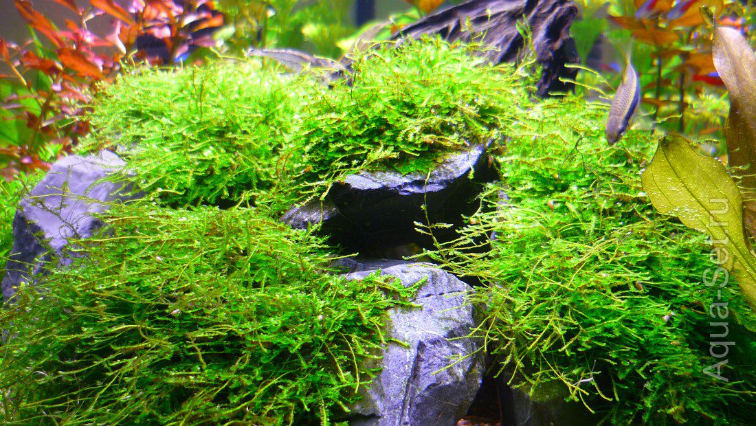 Сквозной аквариум (snakebig)