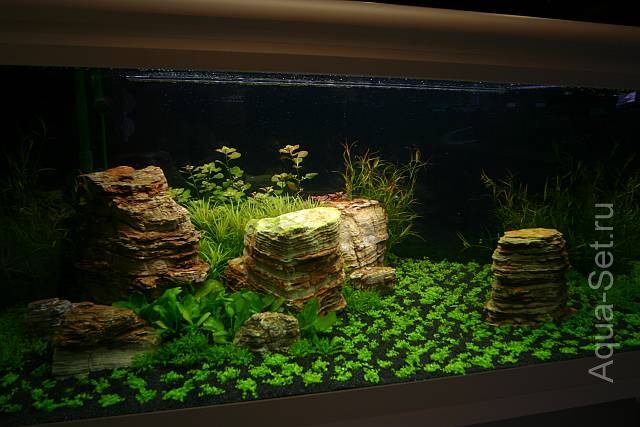 Красивый аквариум на 360л. от Оливера Кнотта - 6-й день