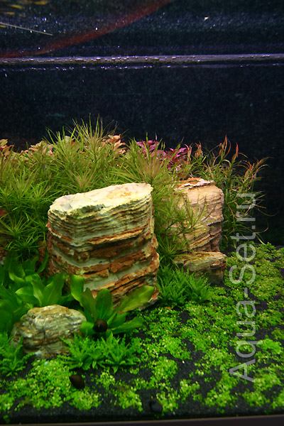 Красивый аквариум на 360л. от Оливера Кнотта - 15-й день