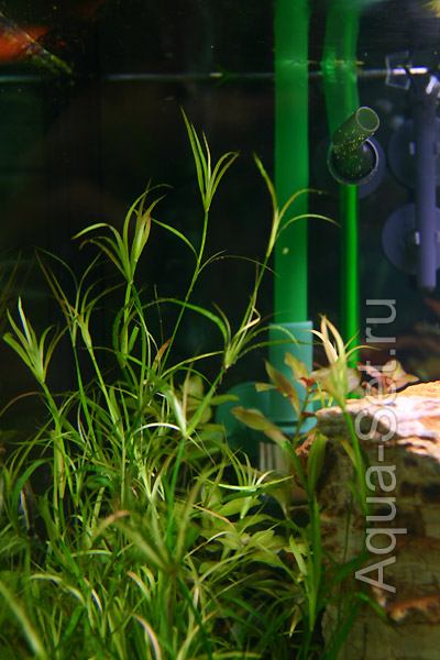 Красивый аквариум на 360л. от Оливера Кнотта - 15-й день. Juncus repens