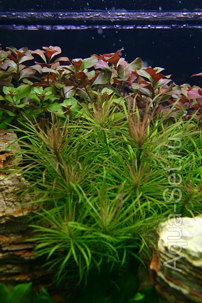 Красивый аквариум на 360л. от Оливера Кнотта - 39-й день. Eusteralis stellata