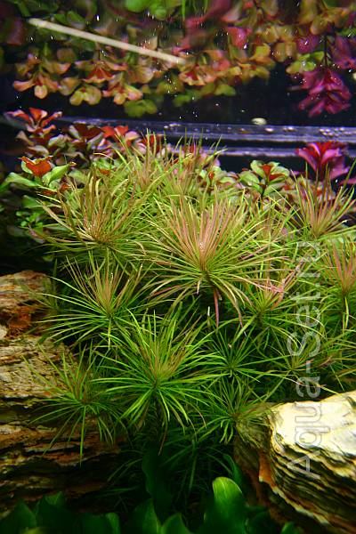 Красивый аквариум на 360л. от Оливера Кнотта - 53-й день. Eusteralis stellata