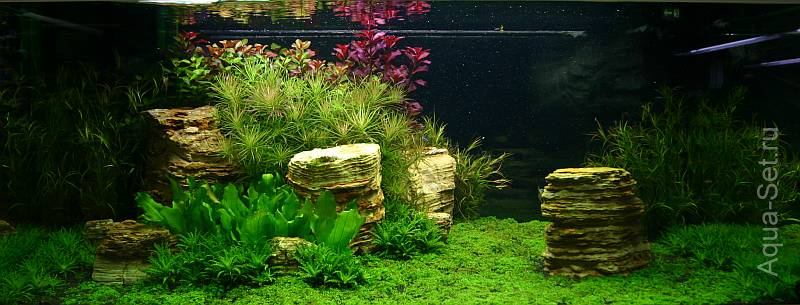 Красивый аквариум на 360л. от Оливера Кнотта - 49-й день