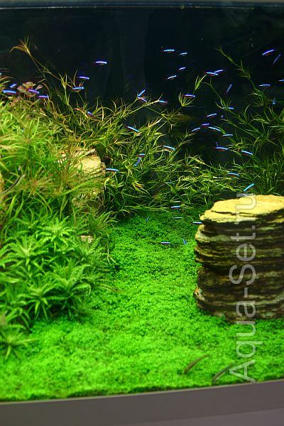 Красивый аквариум на 360л. от Оливера Кнотта - 130-й день