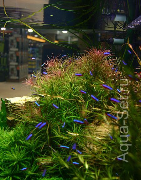 Красивый аквариум на 360л. от Оливера Кнотта - 130-й день