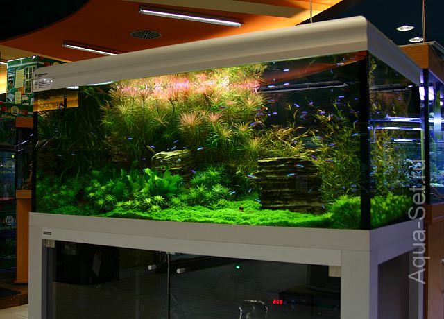 Красивый аквариум на 360л. от Оливера Кнотта - 172-й день