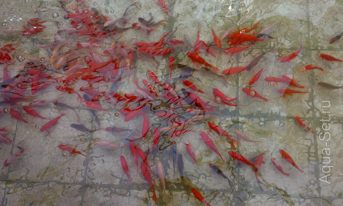 Продаются золотые рыбки для пруда , в Анапе .