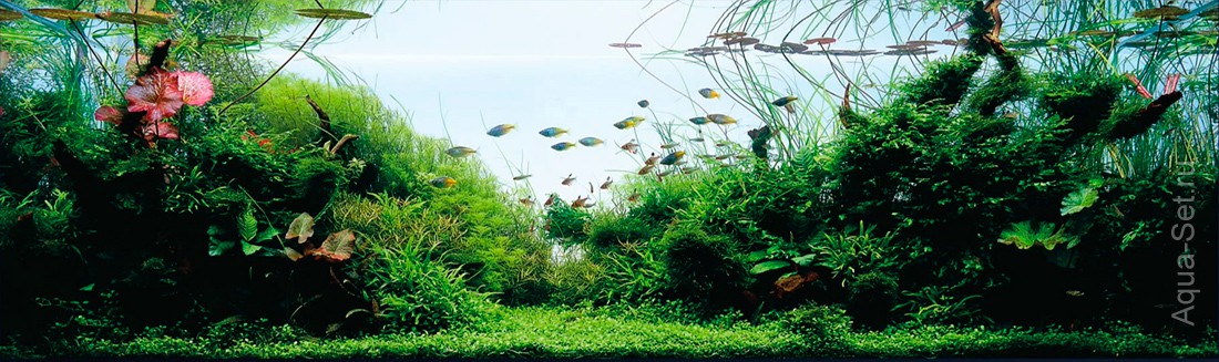 IAPLC 2015. Результаты конкурса аквариумного дизайна. - 14. Junichi Itakura - JAPAN - Another Paradise