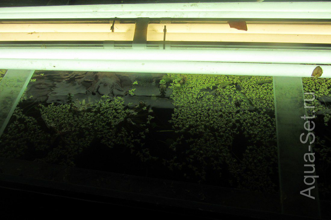 Дневник-Эксперимент: Сколько времени занимает уход за аквариумом с растениями.