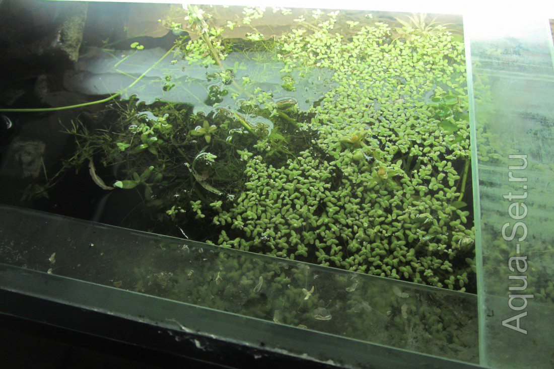 Дневник-Эксперимент: Сколько времени занимает уход за аквариумом с растениями.