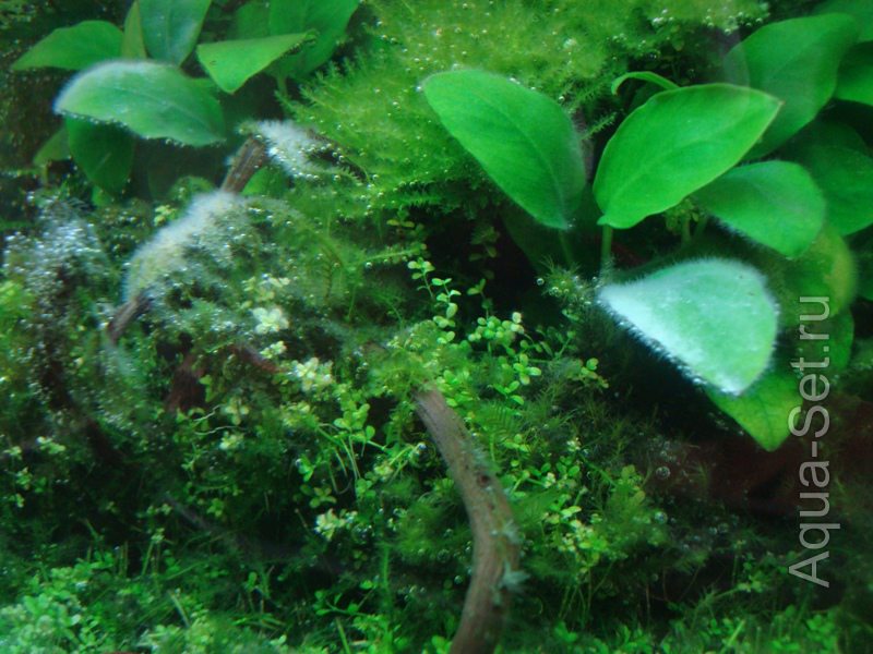 Медленный аквариум 35 л. (singrana)
