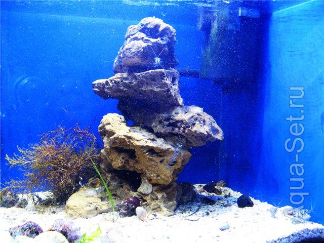 Мои аквариумы - море (Anechkaya)