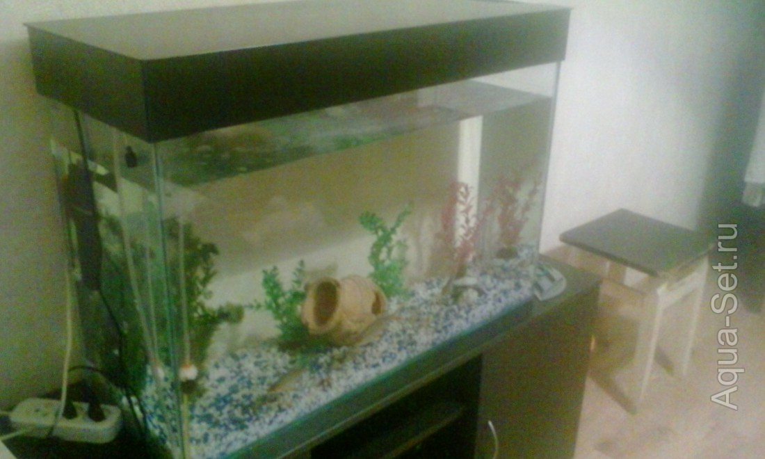 Ксюшин аквариум 120 литров. (KsutaLatte) (ksutaLatte)