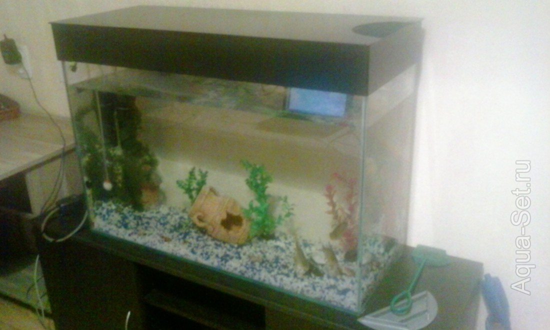 Ксюшин аквариум 120 литров. (KsutaLatte) (ksutaLatte)