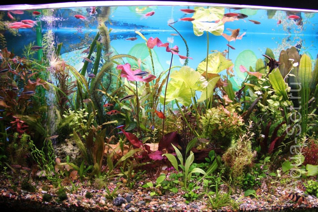 Мой аквариум (cimes)