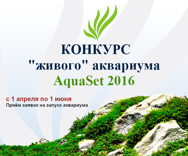Обсуждение конкурса AquaSet 2016.  Оглашение результатов!