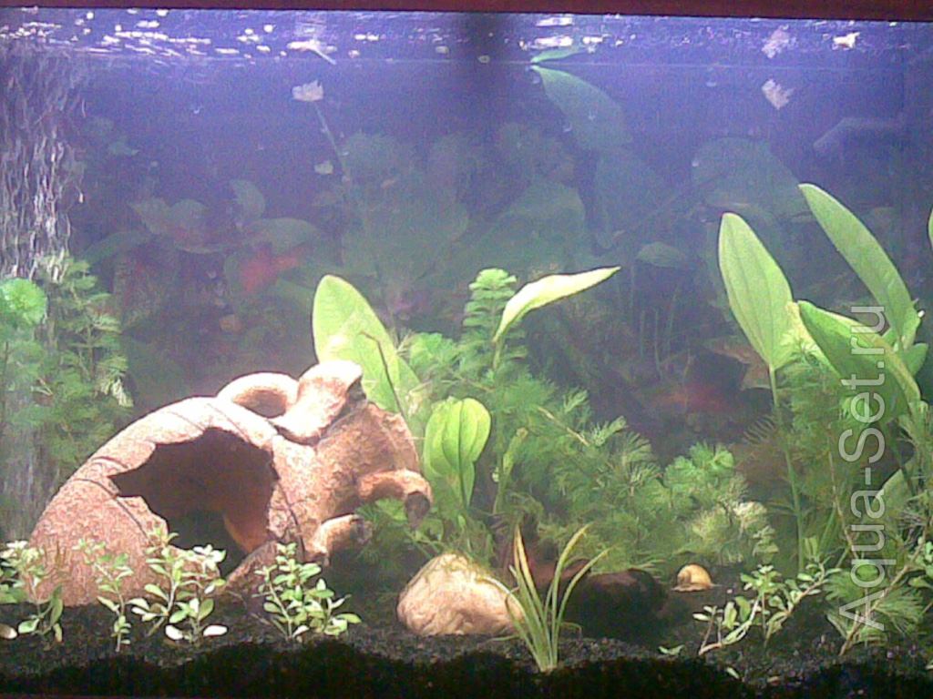 Мой аквариум (Cepreu) - RIO 125