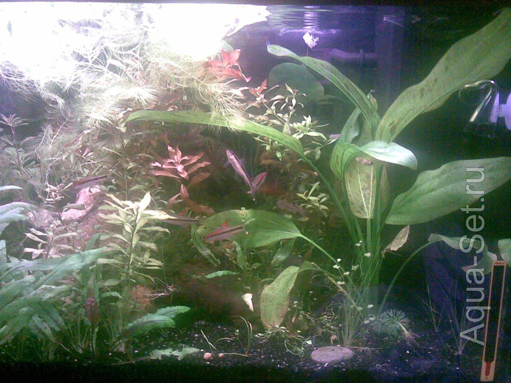 Мой аквариум (Cepreu) - RIO 125