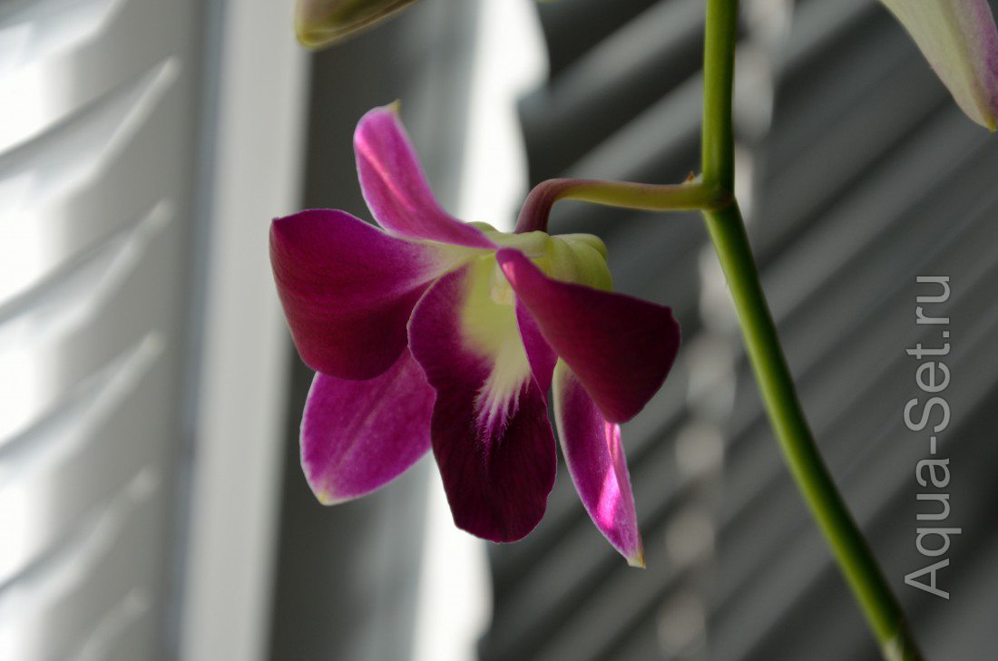 Моя орхидейка.