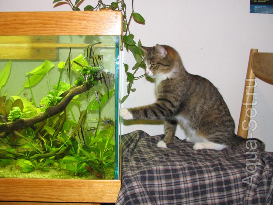 Мой давний аквариум (Mihai)