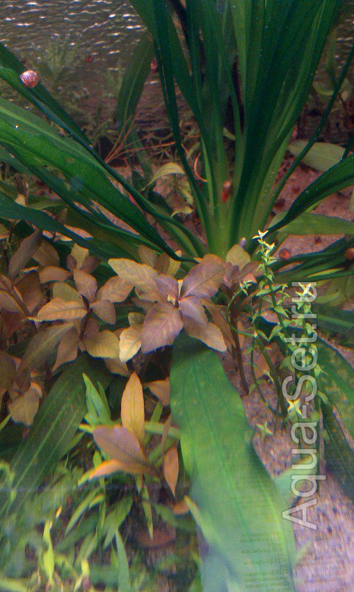 Аквариумные растения, креветки, рыбки от Эдуарда