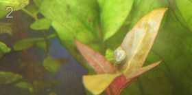 профилактика водорослей в аквариуме при помощи перекиси
