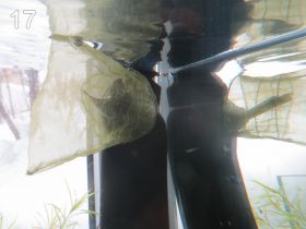 Солнечные аквариумы (Батёк)
