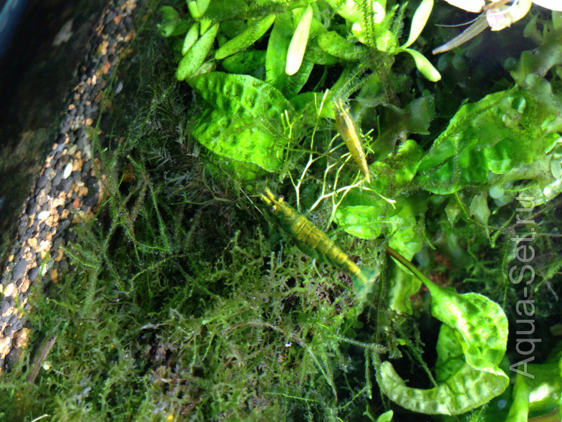 Зеленая креветка неокаридина "Зеленый нефрит"