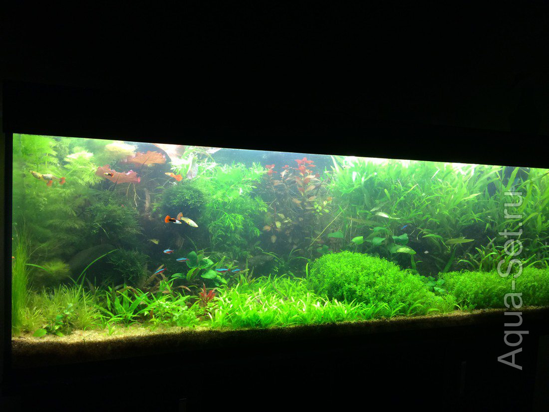 Мой аквариум(MV82)