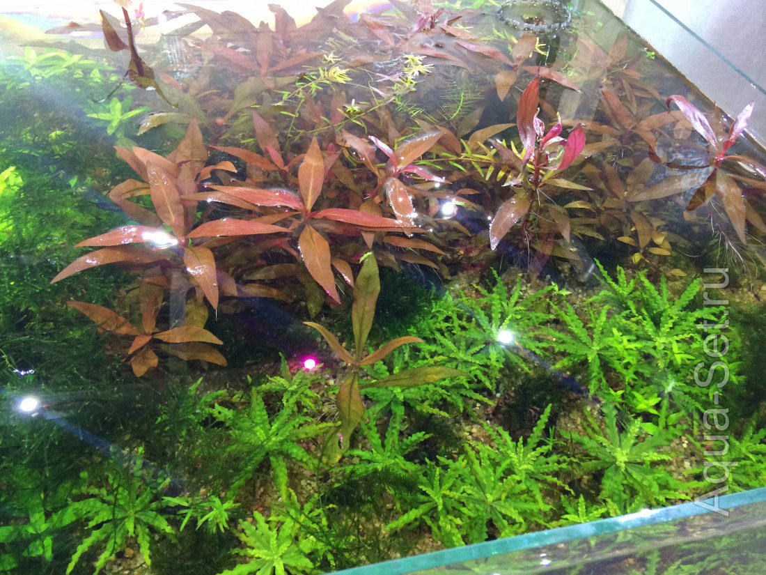 Продам аквариумные растения