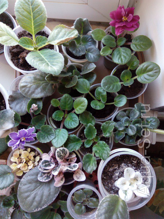 Мои растения в квартире и на лоджии