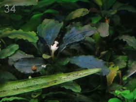 Продаю Буцефаландры (Bucephalandra sp.)