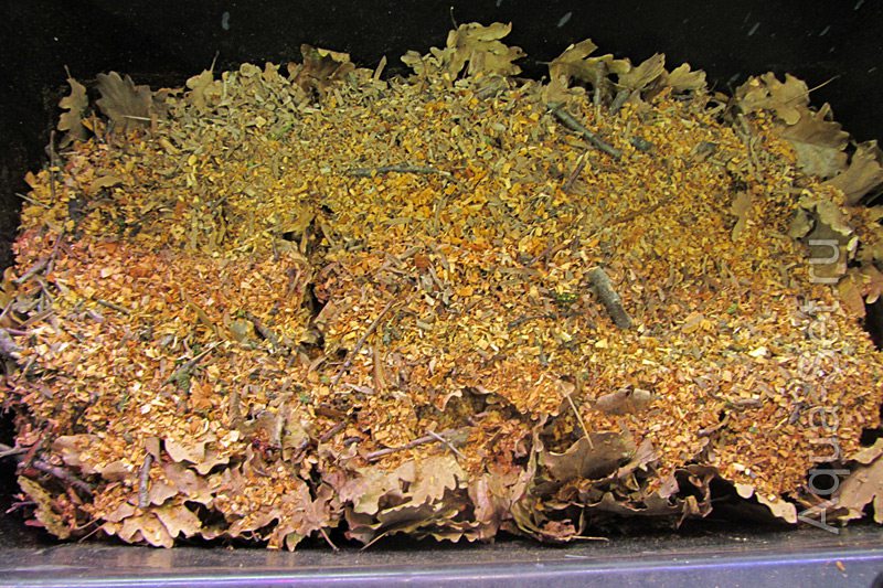 Кормление креветок перепревшими листьями. Компостный ящик.