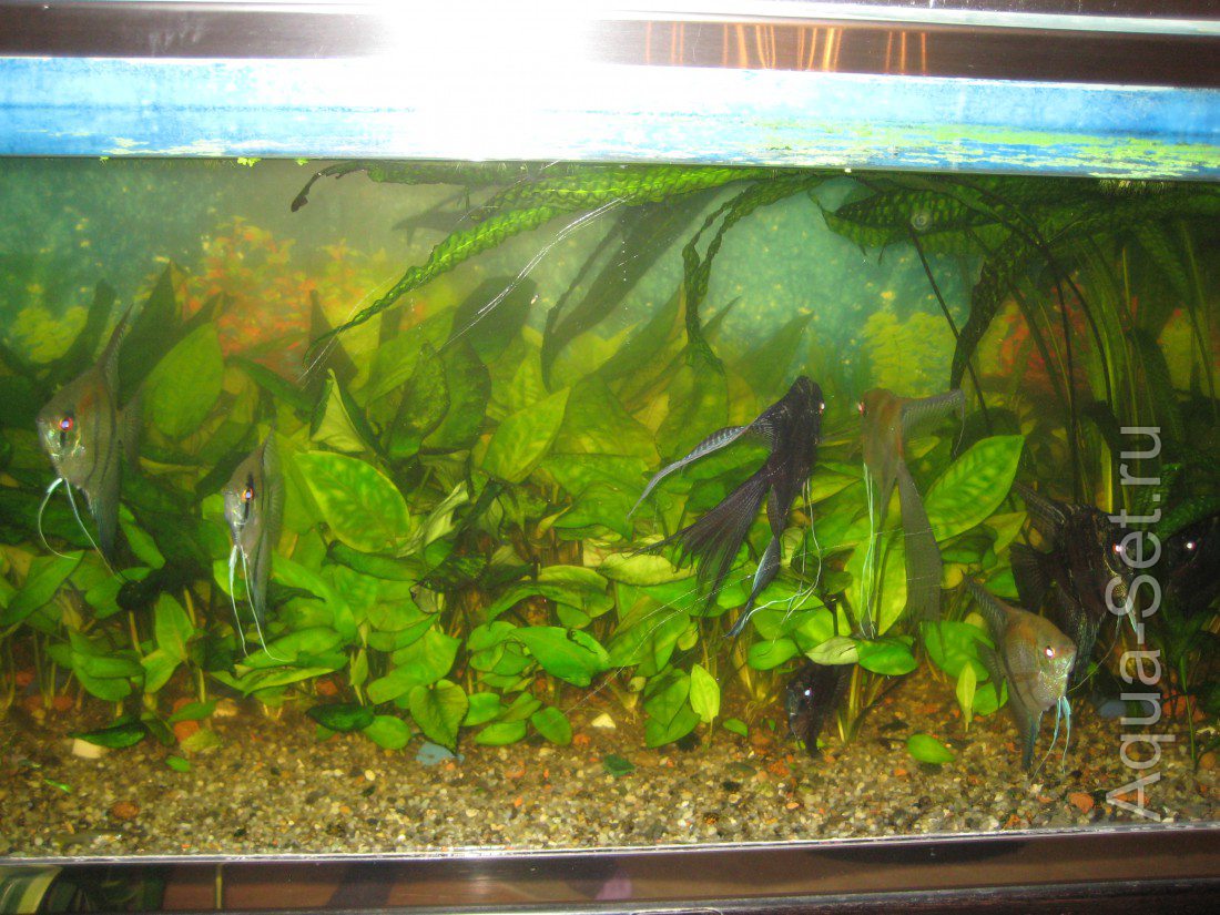 Продам растения для аквариумов- криптокарину-2-х видов.