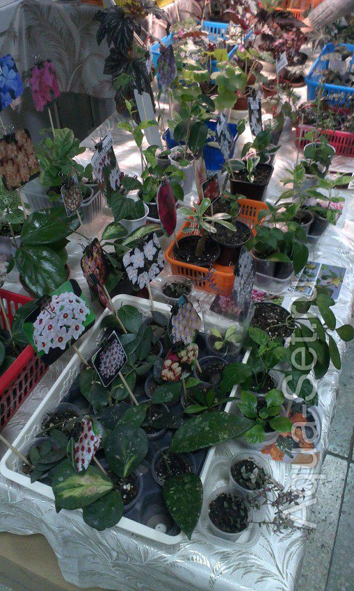 Выставка комнатных растений , март 2018 , Новороссийск