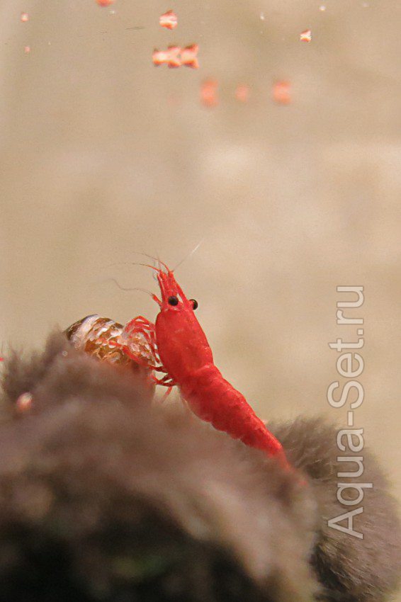 Креветка Сакура (Neocaridina Davidi "Red Sakura")