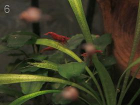Креветка Сакура (Neocaridina Davidi "Red Sakura")
