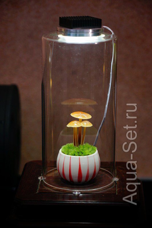 Японские грибные флорариумы :-)