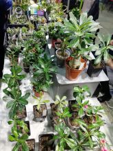 Выставка комнатных растений , март 2019 , Новороссийск
