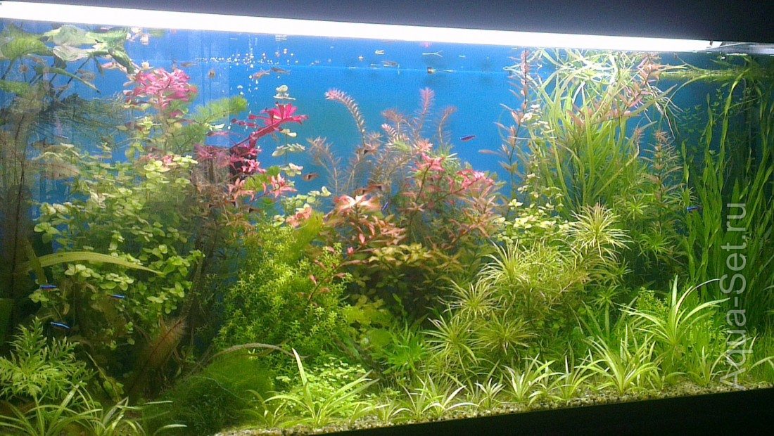 мой аквариум 125л (димасик)