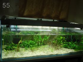Мой аквариум (Sergey Ko)