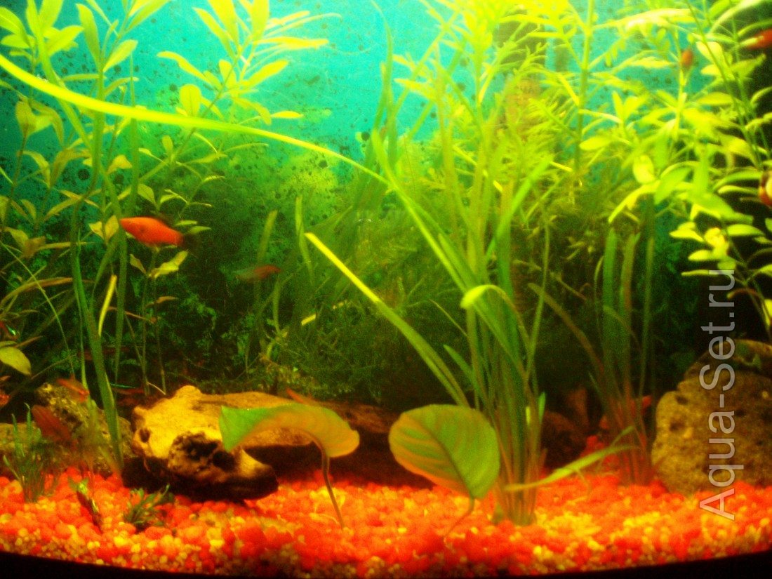 Мой аквариум на 60 литров (WALERIJA)