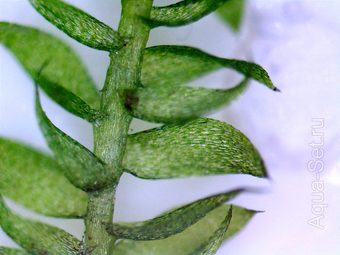Аквариумный мох: Anchor Moss - Taxiphyllum sp.